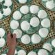 Vintage oyster service in majolica