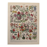 Planche illustrée vintage sur les fleurs (arbres et arbrisseaux) - 1930