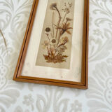 Vintage wood frame dried flowers under glass