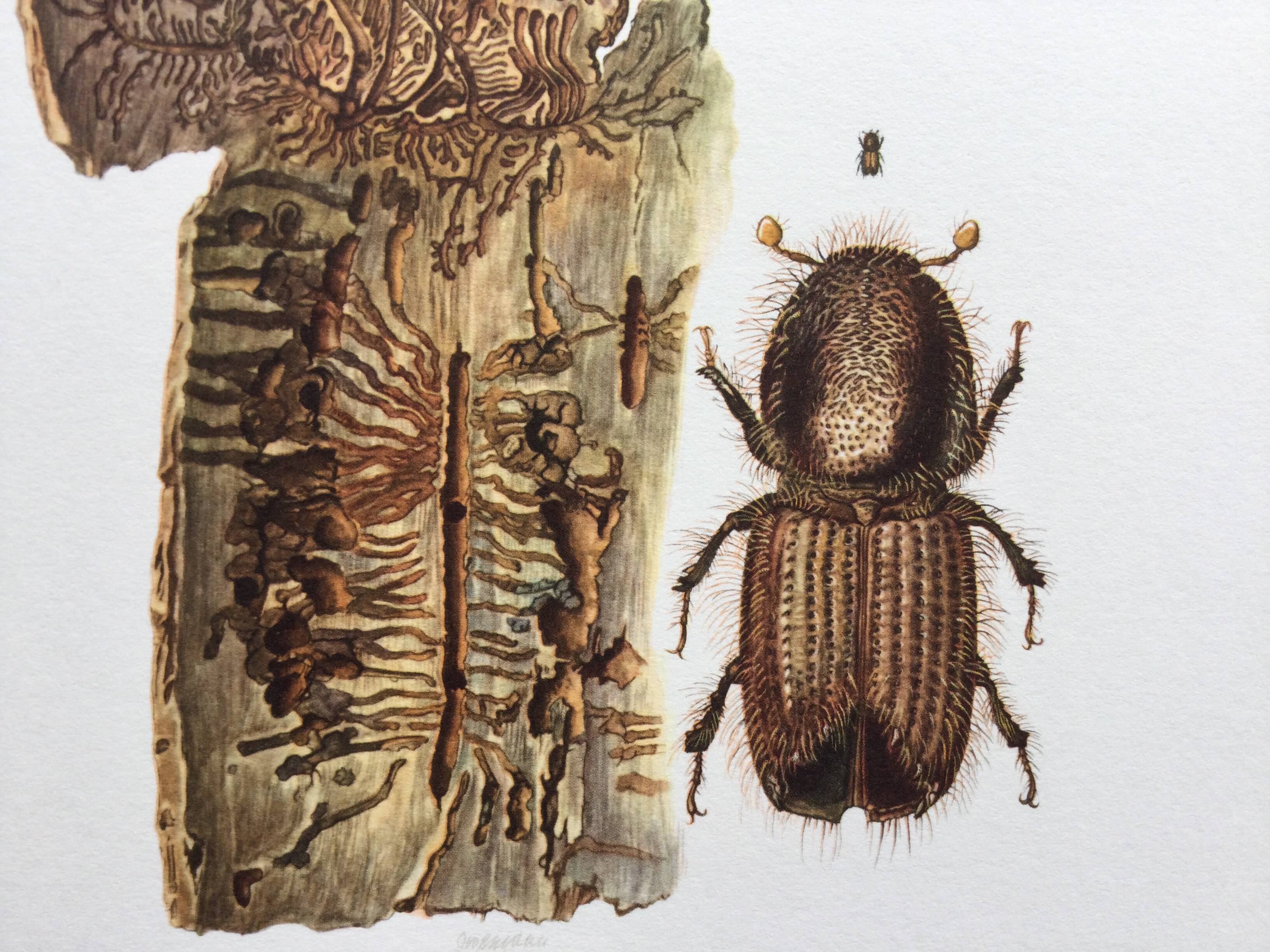 Vintage Insect Print, Old Illustration from the 60s