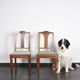 Set of 4 Art Deco chairs in carved wood.