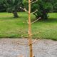 Brutalist coat rack on boxwood stand