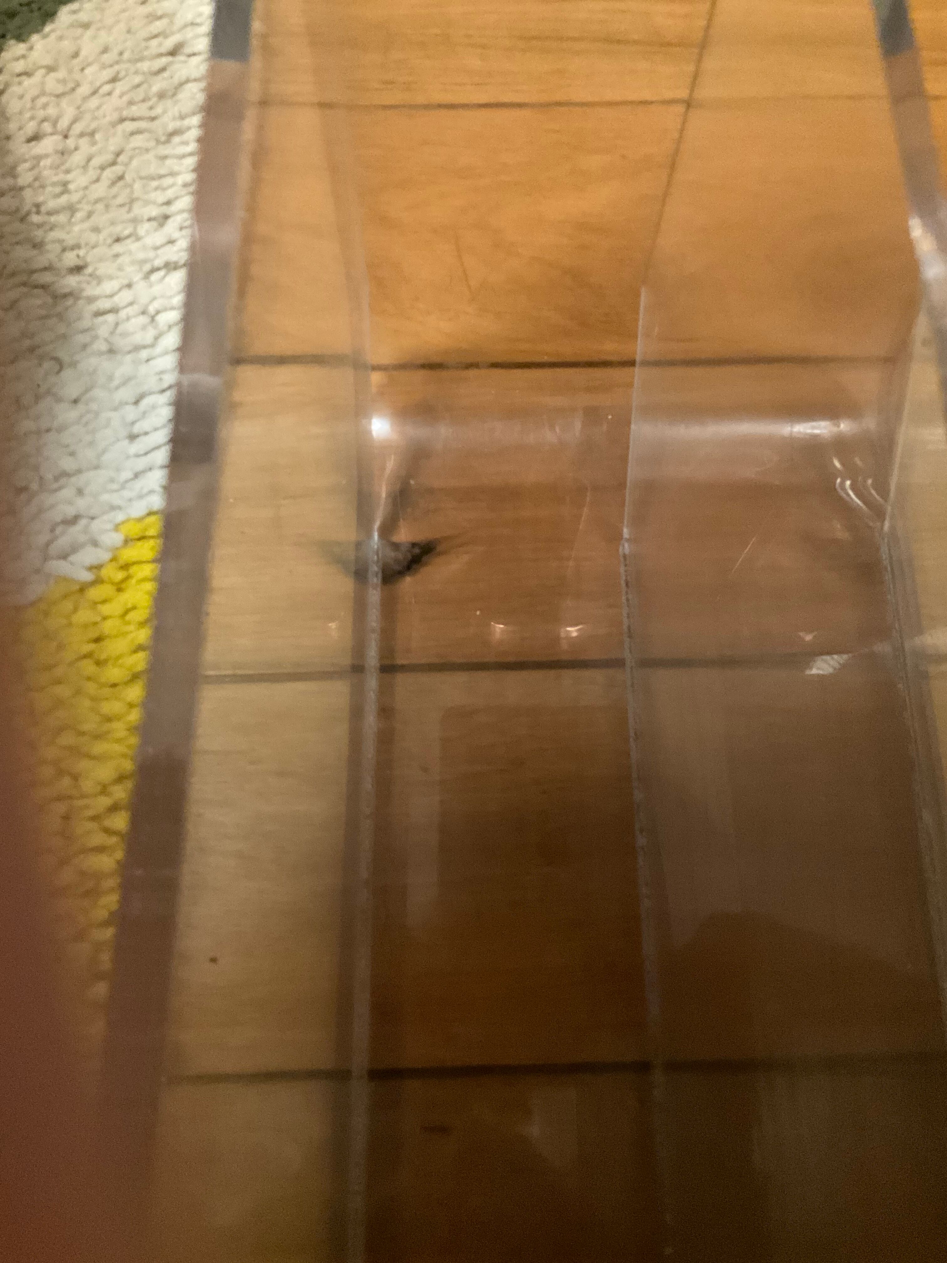 Michel Dumas two-tone plexiglass magazine holder