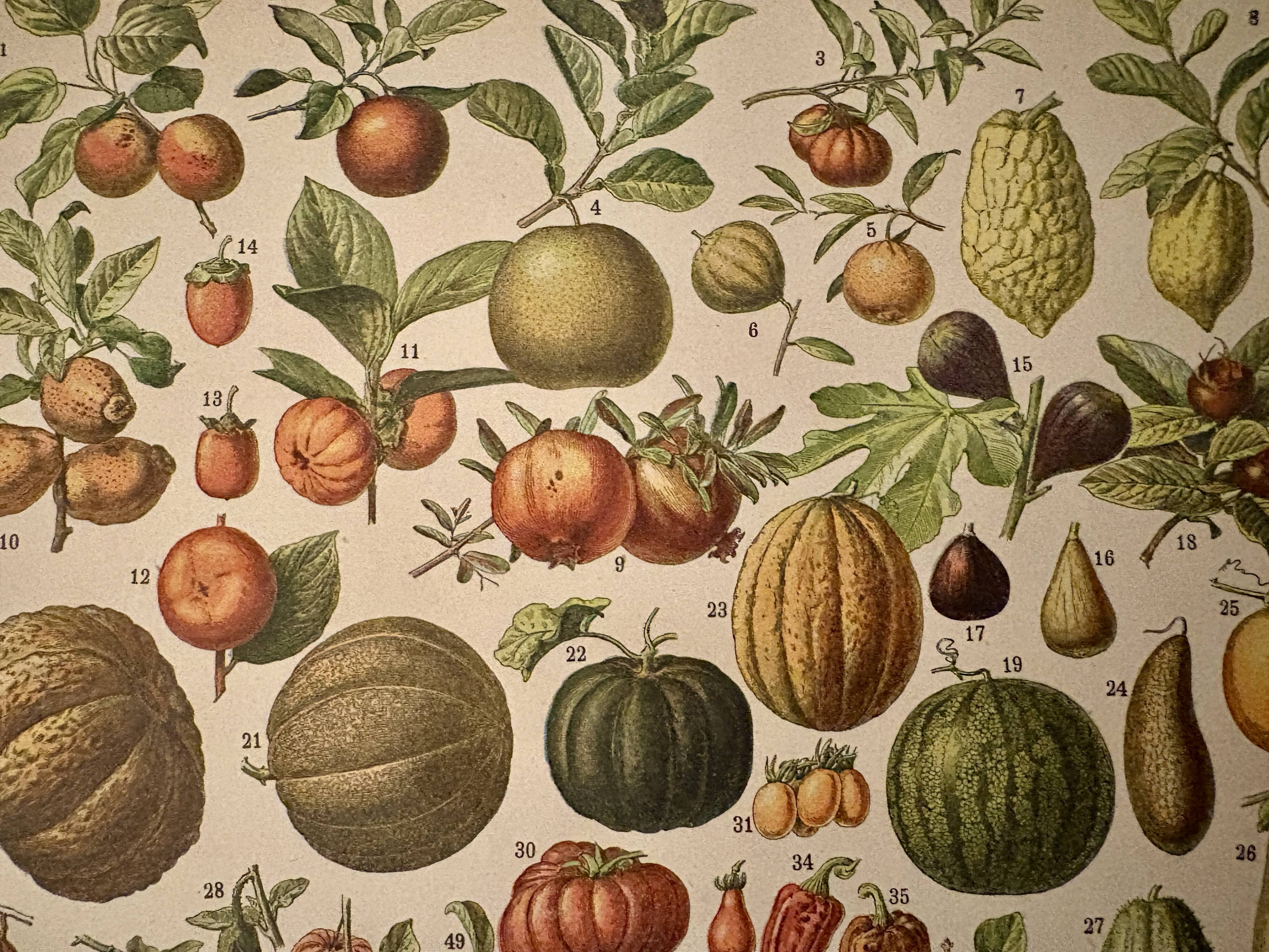 Lithograph of fruits - 1900