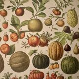 Lithograph of fruits - 1900
