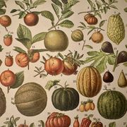 Lithograph of fruits - 1900