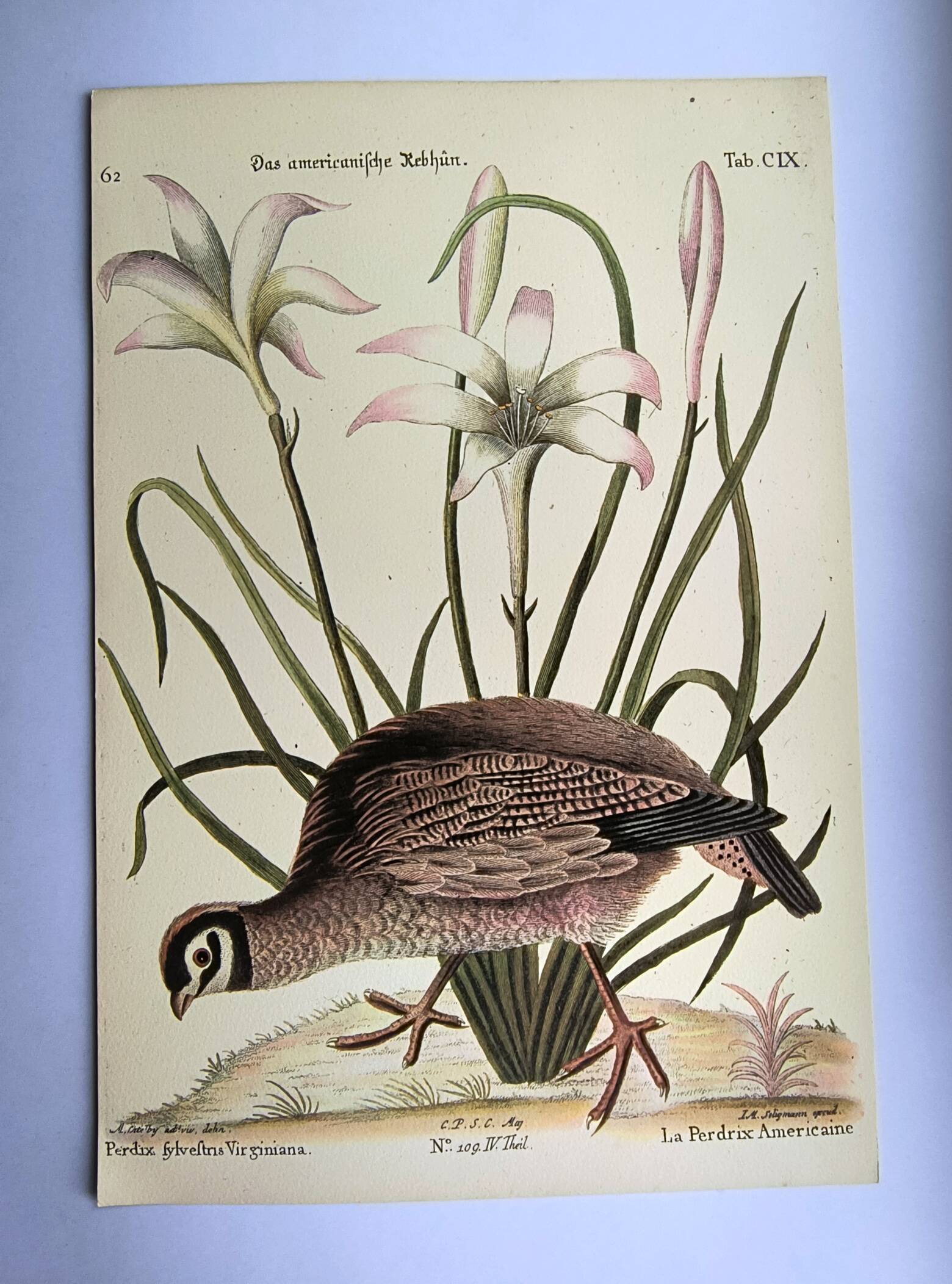 Bird engraving - American Partridge - Old plate by Seligman and flower