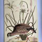 Bird engraving - American Partridge - Old plate by Seligman and flower