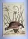 Bird engraving - American Partridge - Old plate by Seligman and flower