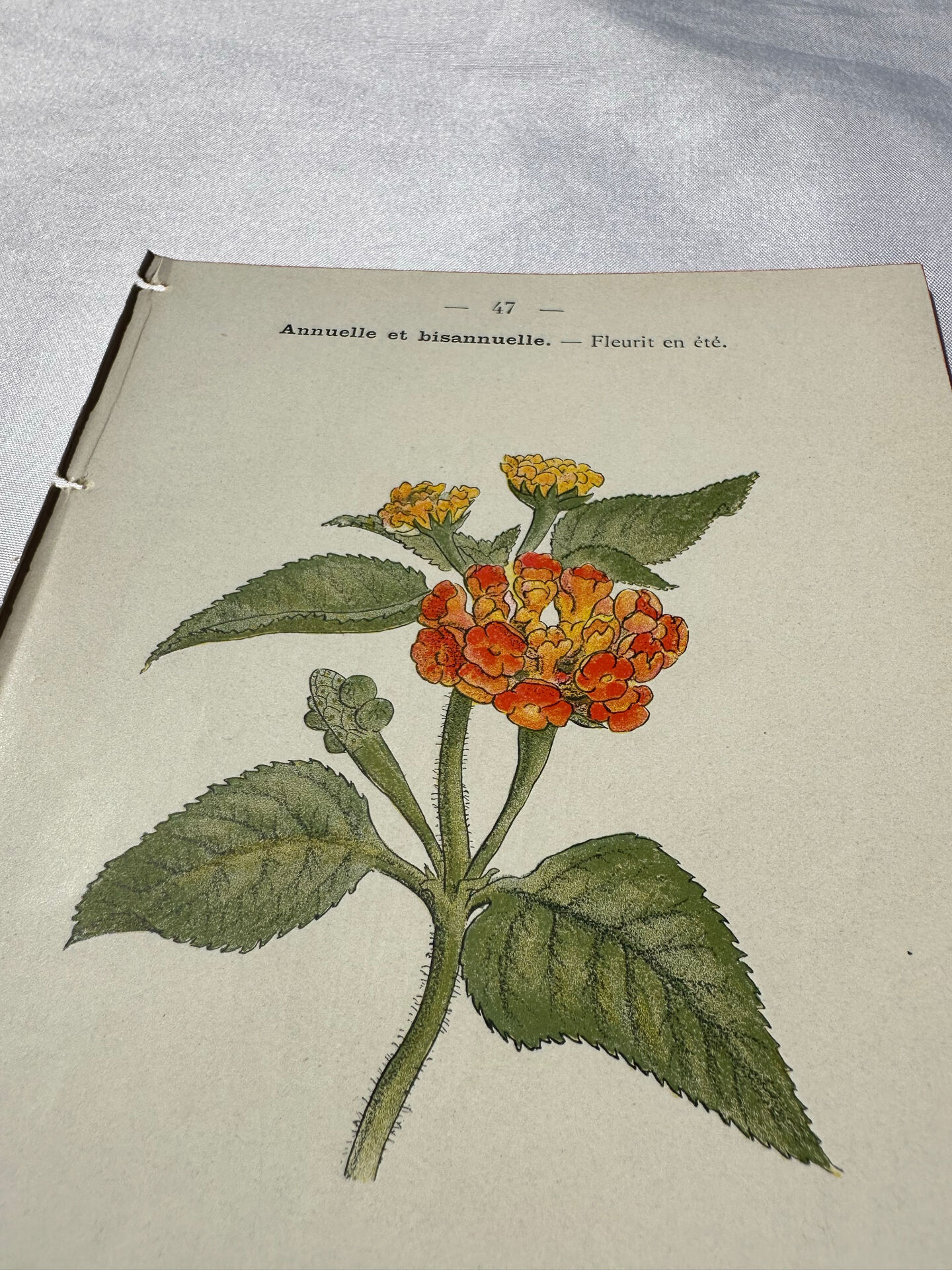🌿 Botanical Plate Old Naturalist Engraving 19th Century Double-Sided