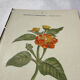 🌿 Botanical Plate Old Naturalist Engraving 19th Century Double-Sided