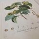 Botanic posters