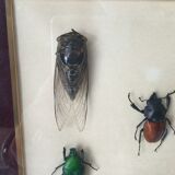 Subframe beetles
