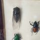 Subframe beetles