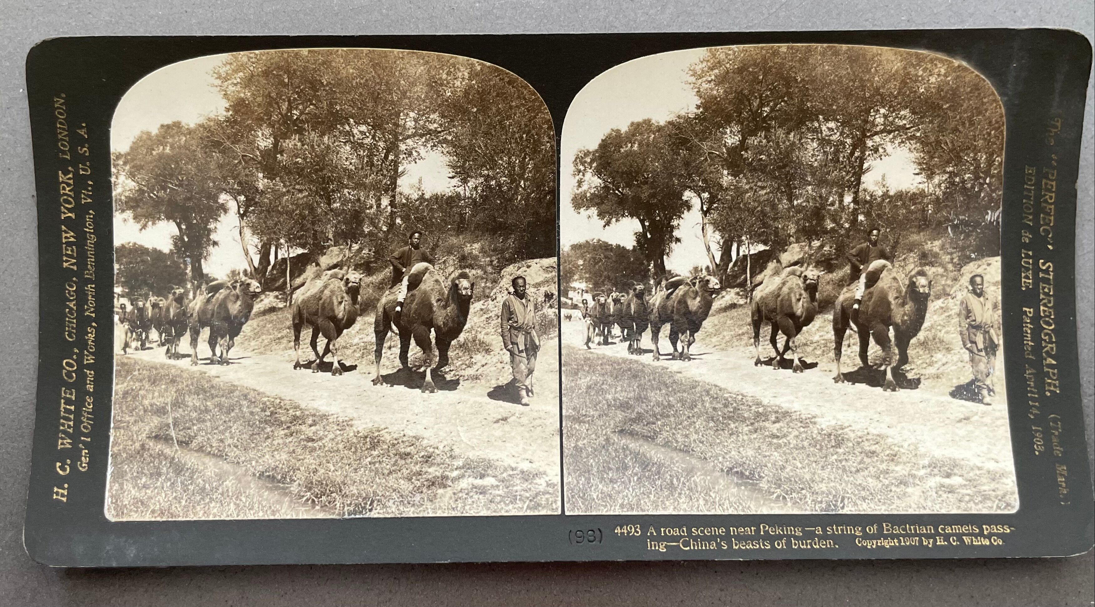 Old photography stereo, stereograph, luxury albumine 1903 camel line, Beijing, China