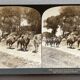 Old photography stereo, stereograph, luxury albumine 1903 camel line, Beijing, China