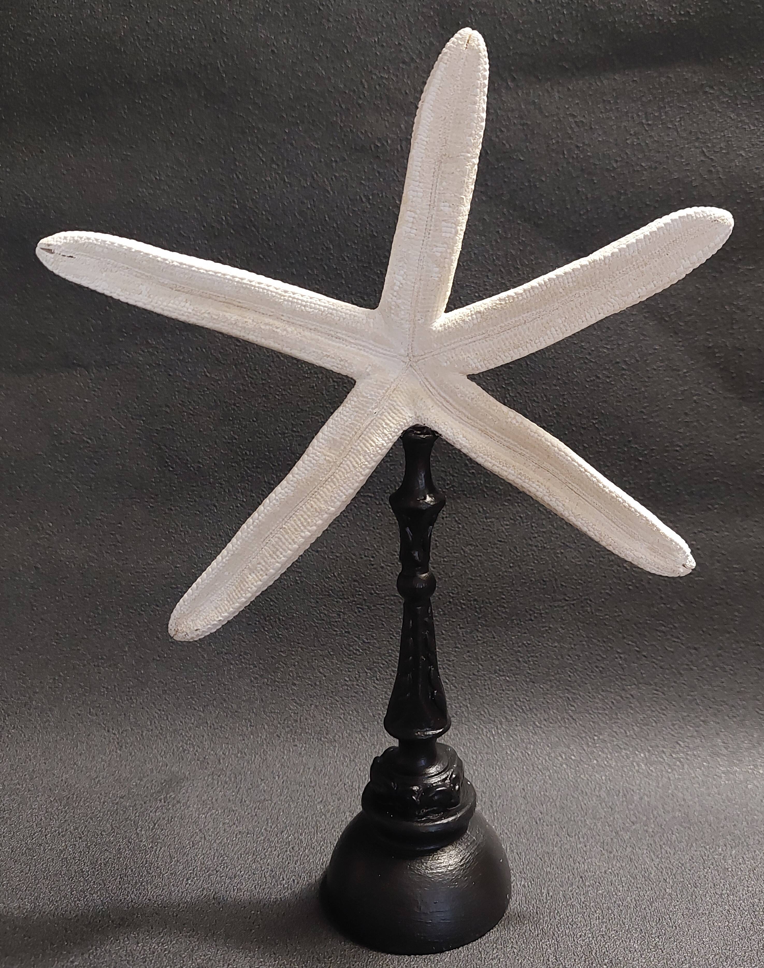 Cabinet of Curiosities white starfish Linckia laevigata on a base
