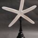 Cabinet of Curiosities white starfish Linckia laevigata on a base
