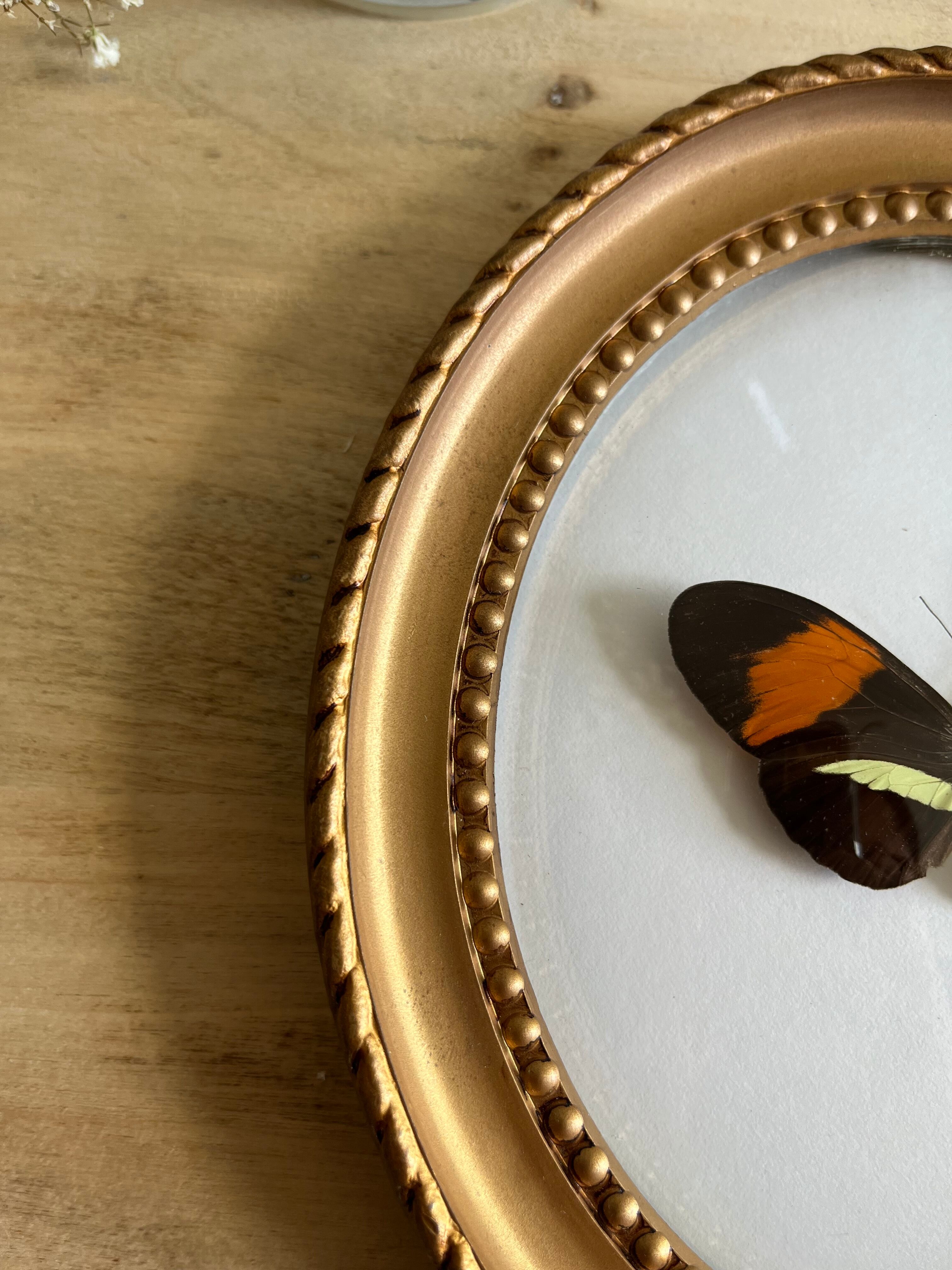 Cadre papillon naturalisé verre bombé