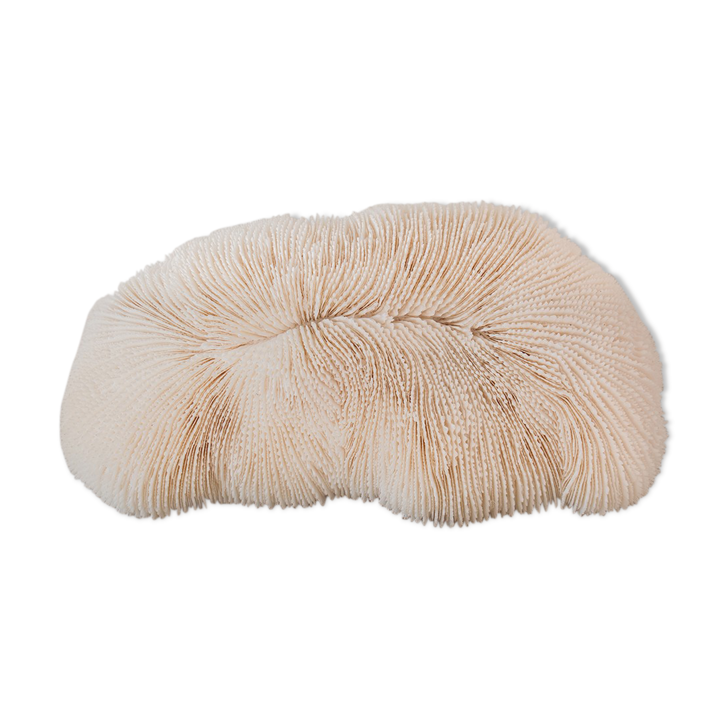 Corail blanc ancien 23 cm
