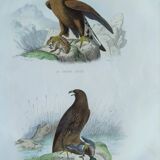 Ornithological Plate Buffon 1840 "Great Eagle & Little Eagle"