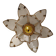 Applique fleur de lotus en verre cerclée laiton doré
