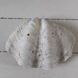 Bivalve