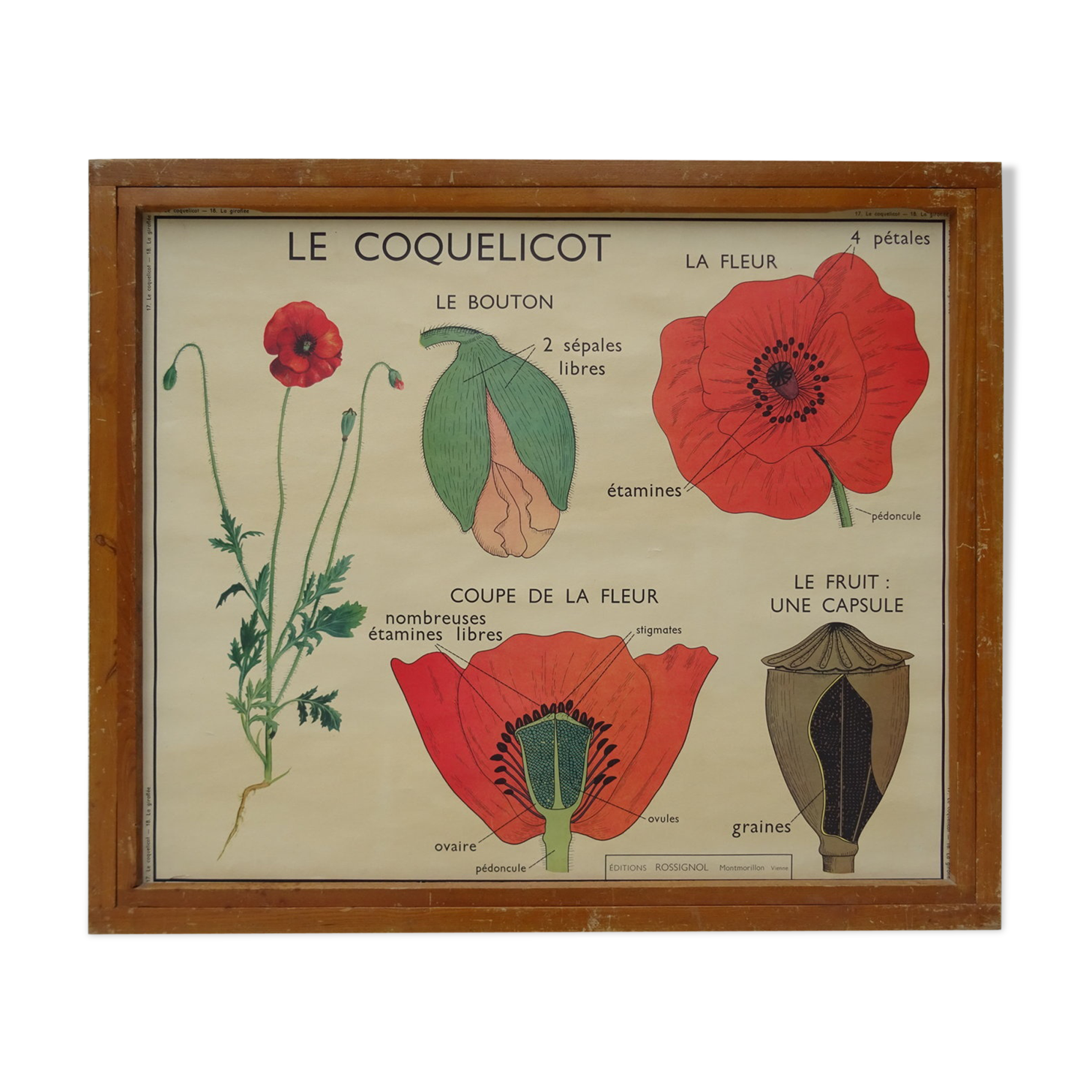 Set of 10 Rossignol posters on plants with frame
