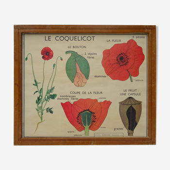 Lot de 10 affiches Rossignol sur les plantes avec le cadre