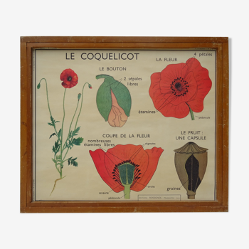 Set of 10 Rossignol posters on plants with frame