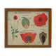 Set of 10 Rossignol posters on plants with frame