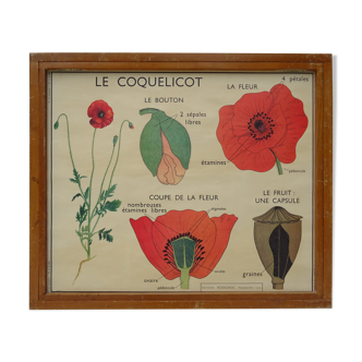 Set of 10 Rossignol posters on plants with frame