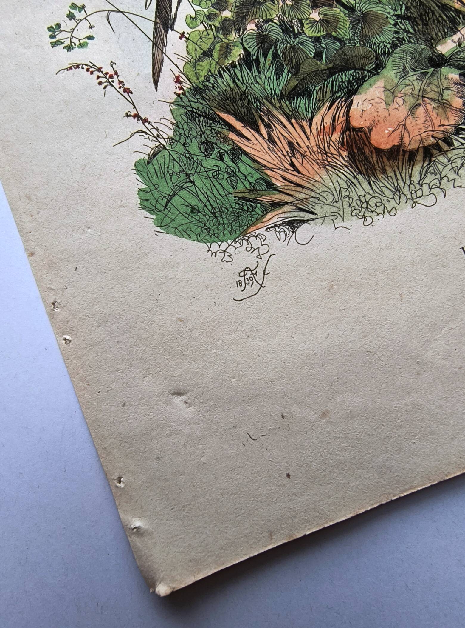 Lot of 3 old engravings from 1839 - Crickets and birds of prey - Colored plates