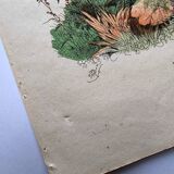 Lot of 3 old engravings from 1839 - Crickets and birds of prey - Colored plates