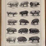 Lithograph on pigs and pigs from 1921