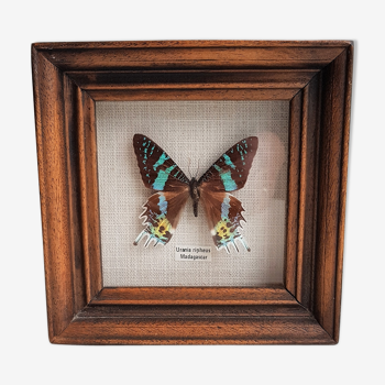 Framed Butterfly Uriania Ripheus