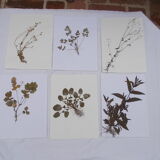 Set of 6 herbarium boards No.1