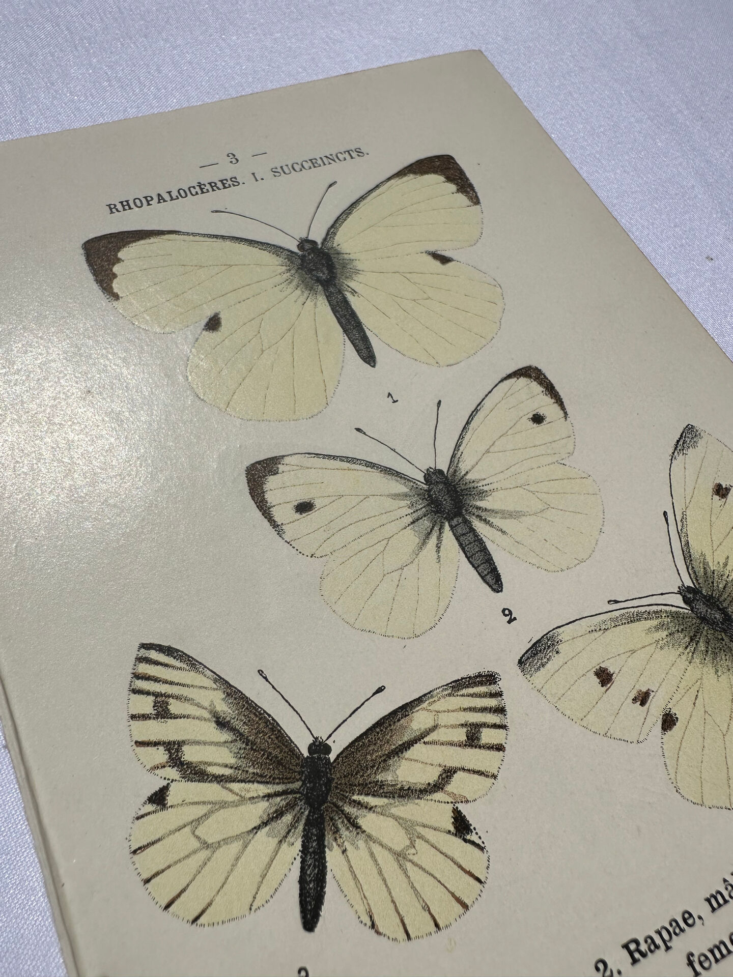 Butterfly engraving botanical plate naturalist science