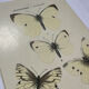 Butterfly engraving botanical plate naturalist science