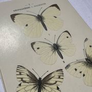 Gravure papillon planche botanique naturaliste science