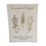 Vintage botanical plank