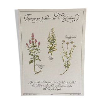 Vintage botanical plank