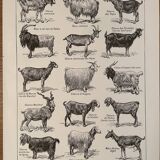 Set of lithographs XXth century