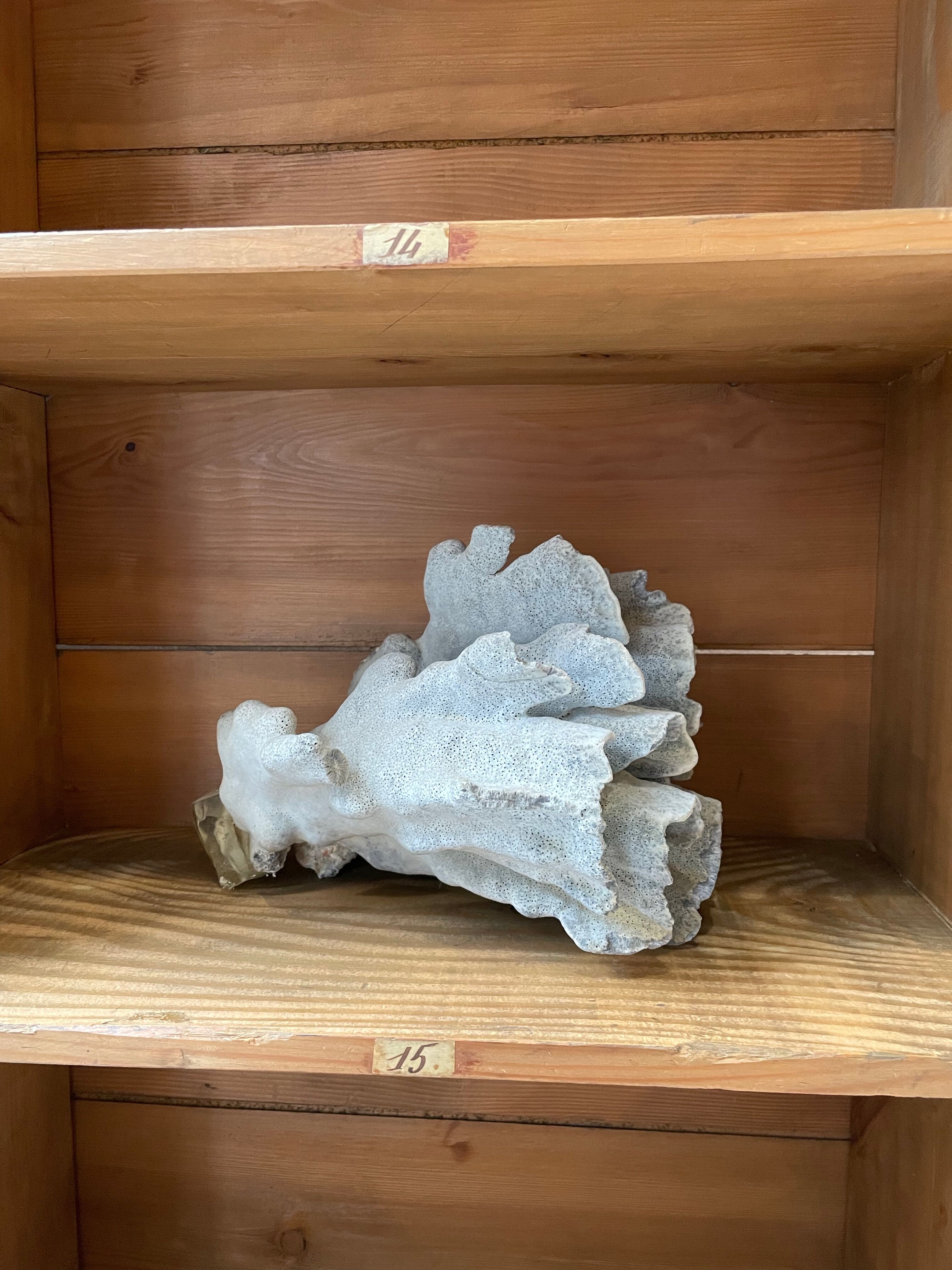 XXL library furniture pharmacy trade