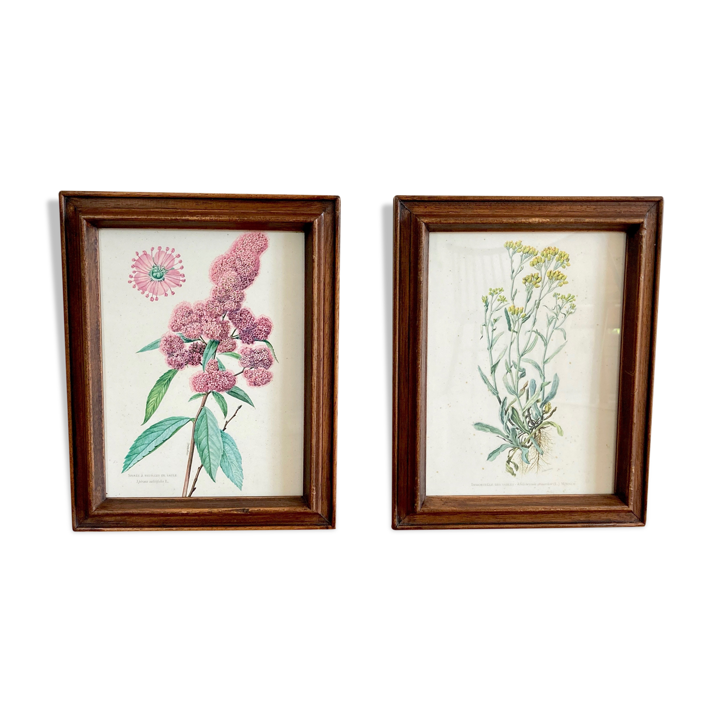 Pair of framed botanical posters