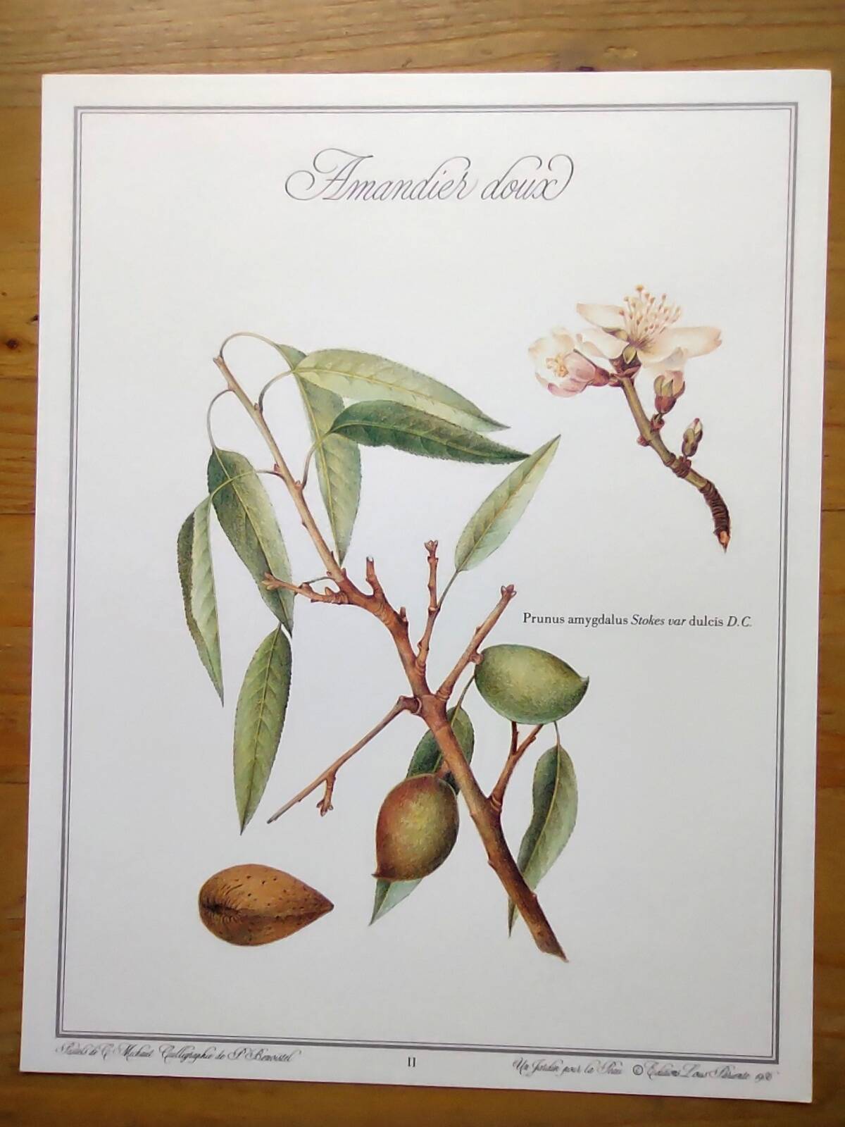 Botanical board -Sweet Almond- Illustration of medicinal plants and herbs