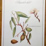 Botanical board -Sweet Almond- Illustration of medicinal plants and herbs