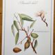 Botanical board -Sweet Almond- Illustration of medicinal plants and herbs