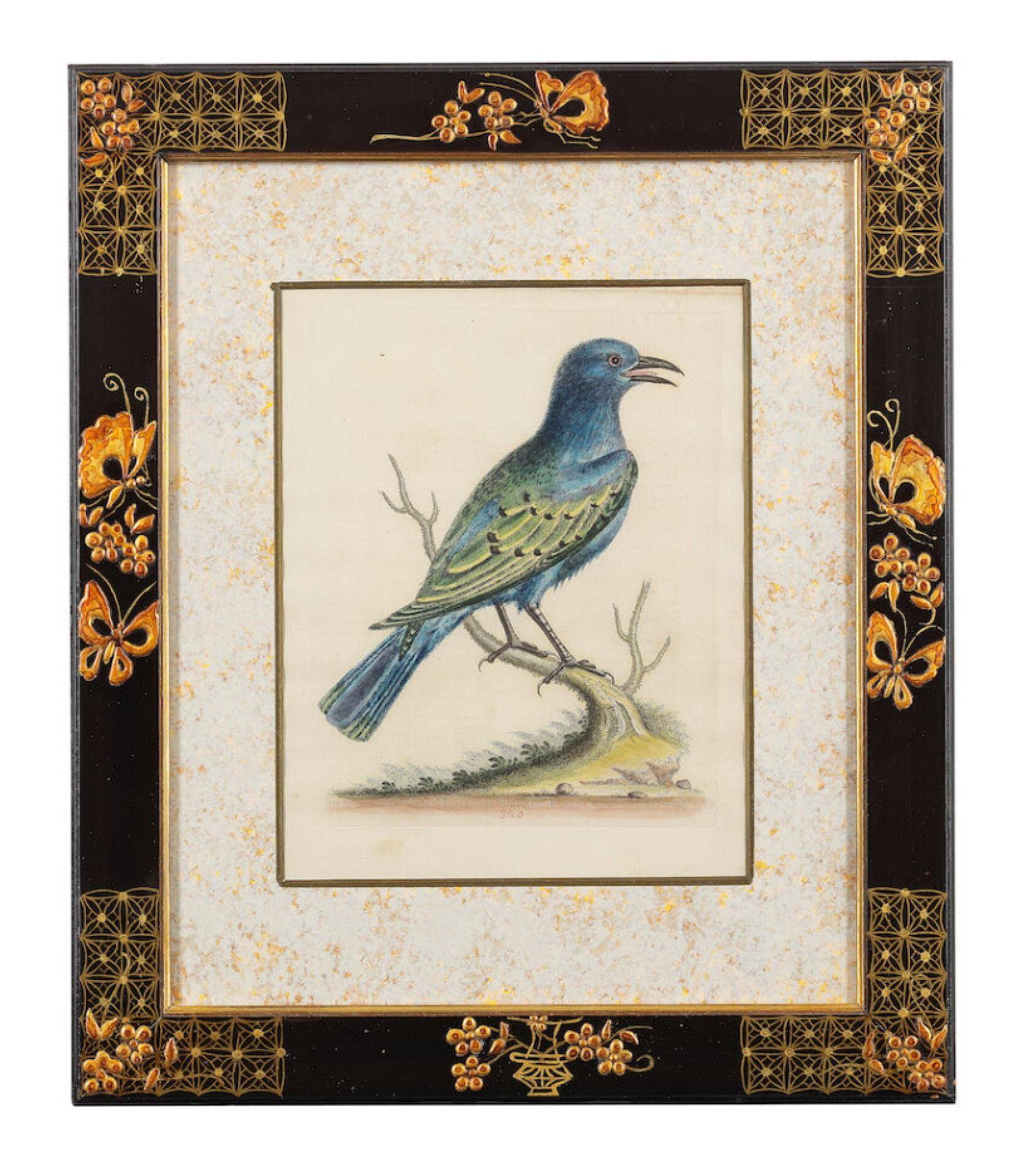 12 hand-coloured ornithological engravings from 1740 by George Edwards.