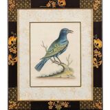 12 hand-coloured ornithological engravings from 1740 by George Edwards.